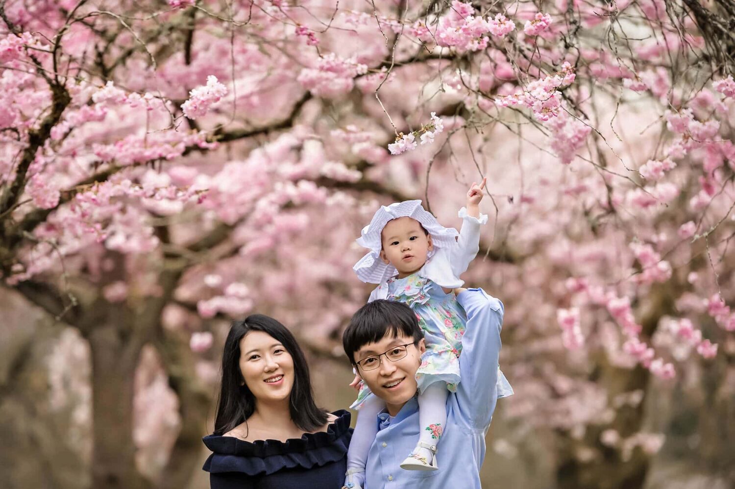 Cherry Blossom Seattle Family Photographer